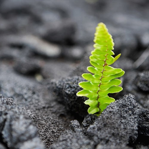 Photograph of a small plant rising from a rocky surface